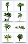 植物