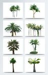 植物