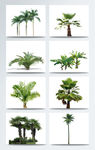 植物