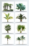 植物