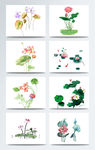 荷花