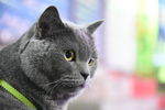 猫咪