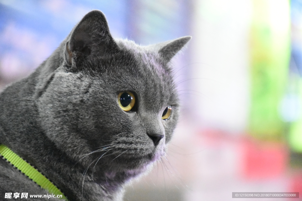 猫咪
