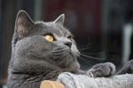 胖子猫