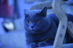 大胖猫