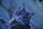 猫 蓝猫 虎斑猫