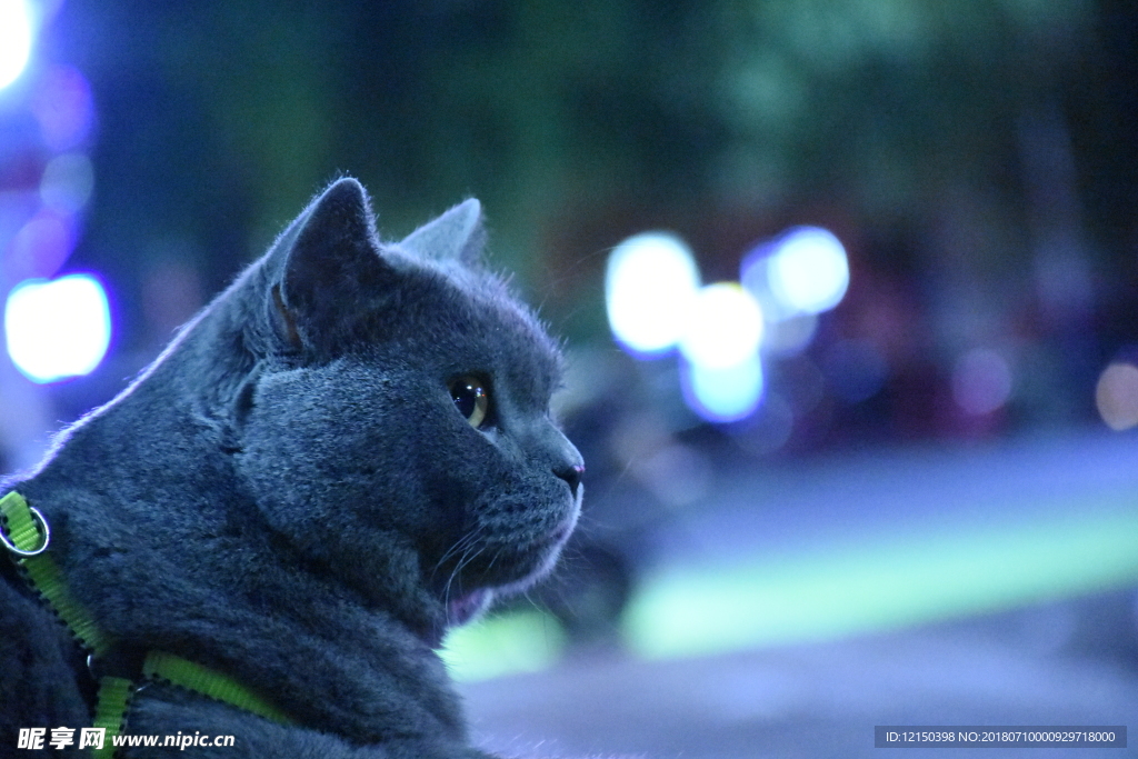 猫 蓝猫 虎斑猫