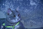 猫 蓝猫 虎斑猫