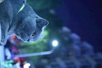 猫 蓝猫 虎斑猫