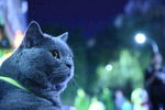 猫 蓝猫 虎斑猫