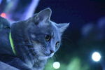猫 蓝猫 虎斑猫