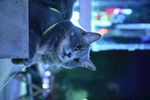 猫 蓝猫 虎斑猫