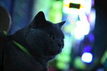 猫 蓝猫 虎斑猫