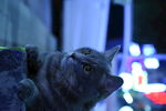 猫 蓝猫 虎斑猫