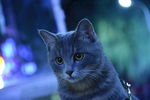 猫 蓝猫 虎斑猫