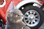 猫 蓝猫 虎斑猫