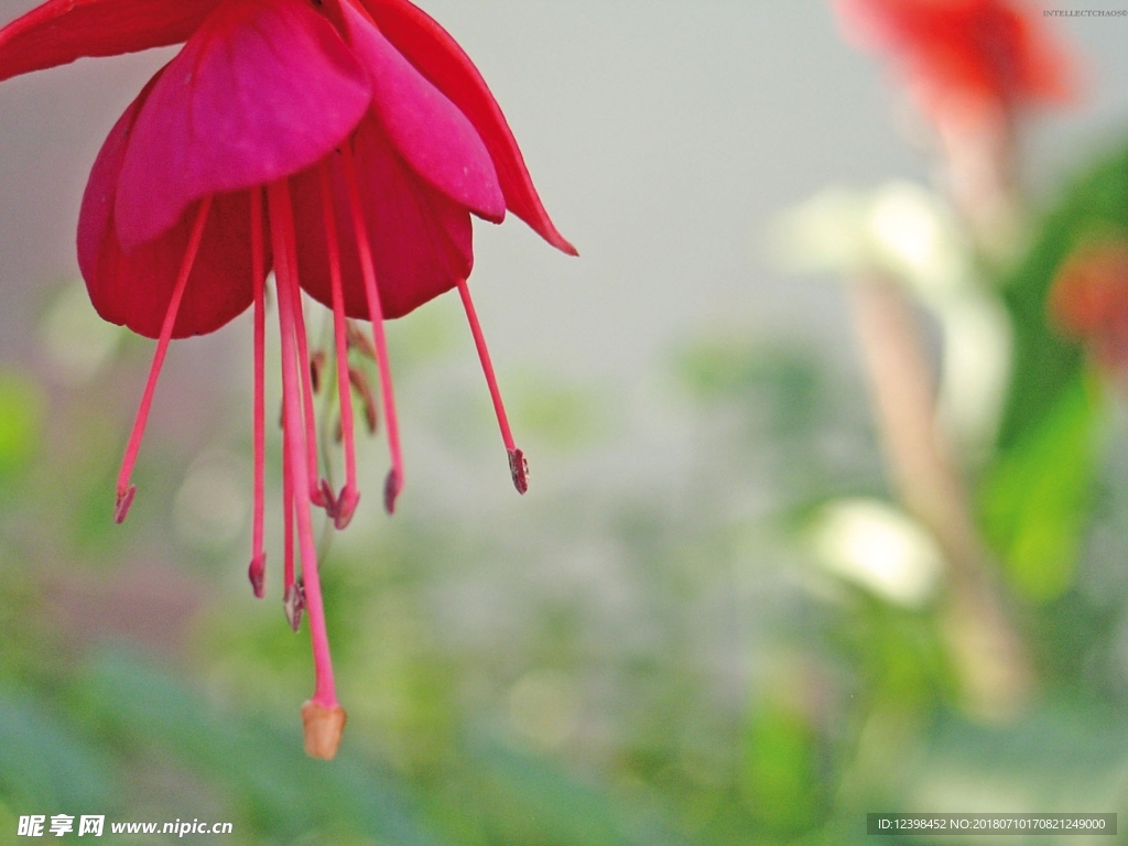 红色鲜花