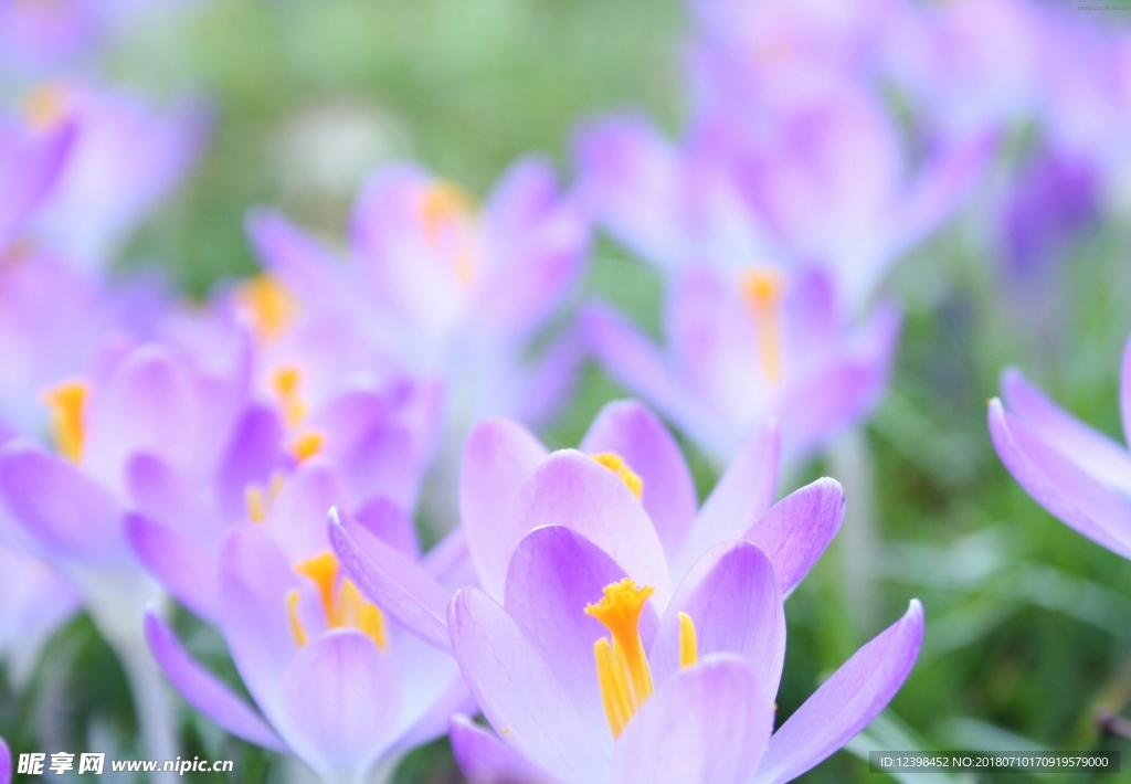 紫色鲜花