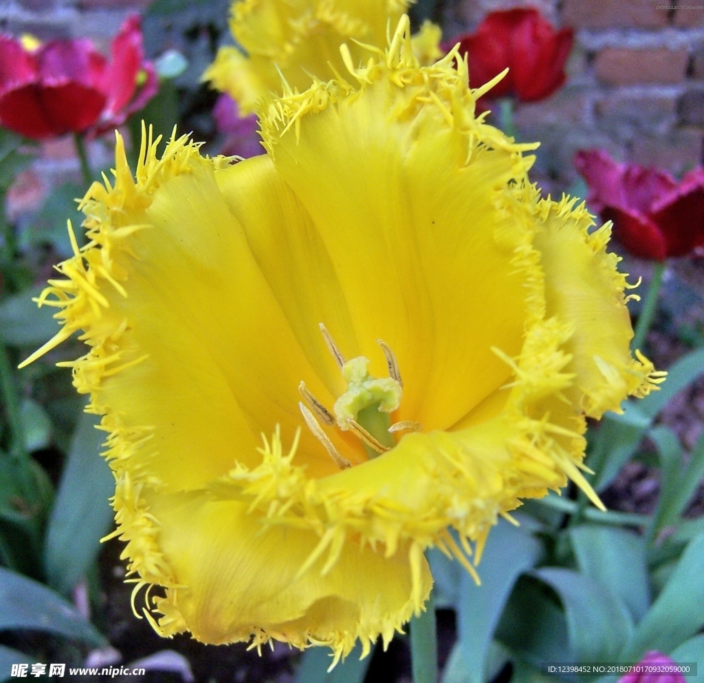 黄色鲜花