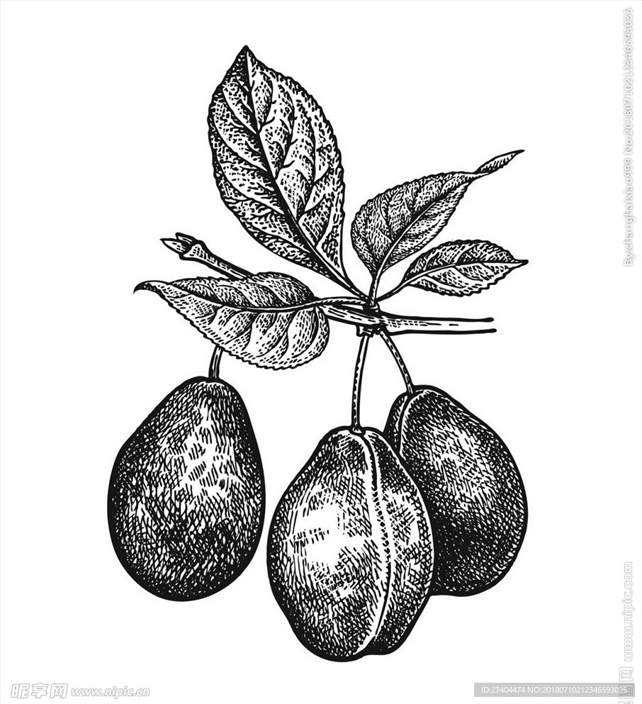 素描植物绘画图片