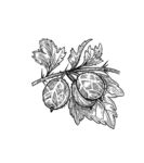 素描植物绘画图片