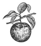 素描植物绘画图片