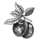 素描植物绘画图片