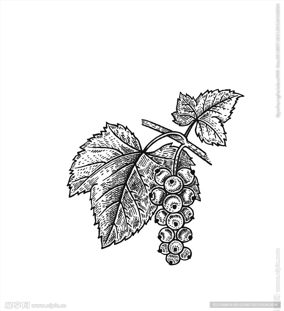 素描植物绘画图片