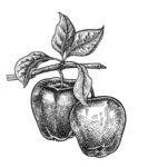 素描植物绘画图片