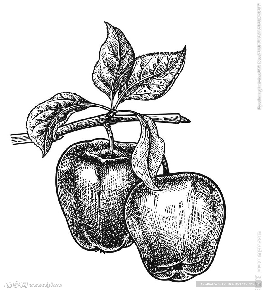 素描植物绘画图片