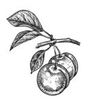 素描植物绘画图片