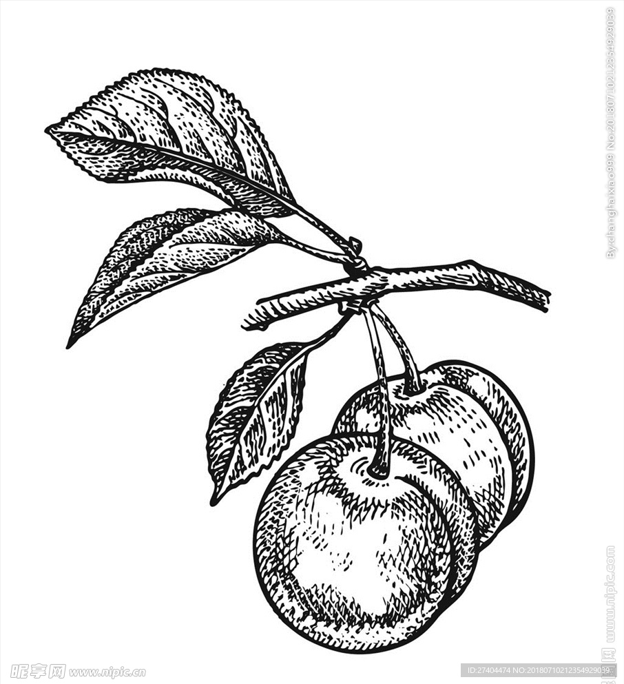 素描植物绘画图片