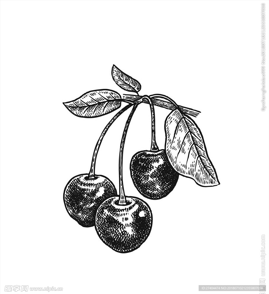 素描植物绘画图片