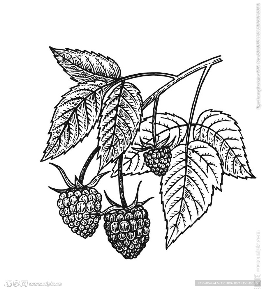 素描植物绘画图片