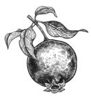 素描植物绘画图片