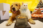 猫和狗（小白和拉布）