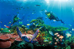 海洋世界珊瑚礁潜水员