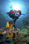 海底潜水员与海龟