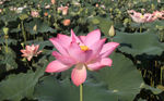 莲花