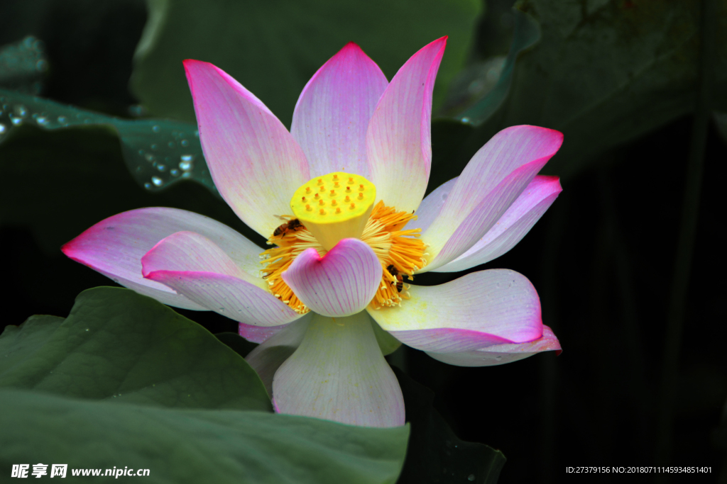 莲花