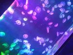 水母