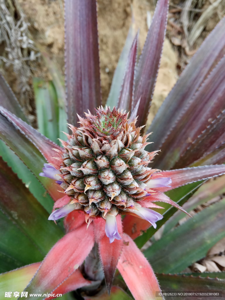 菠萝