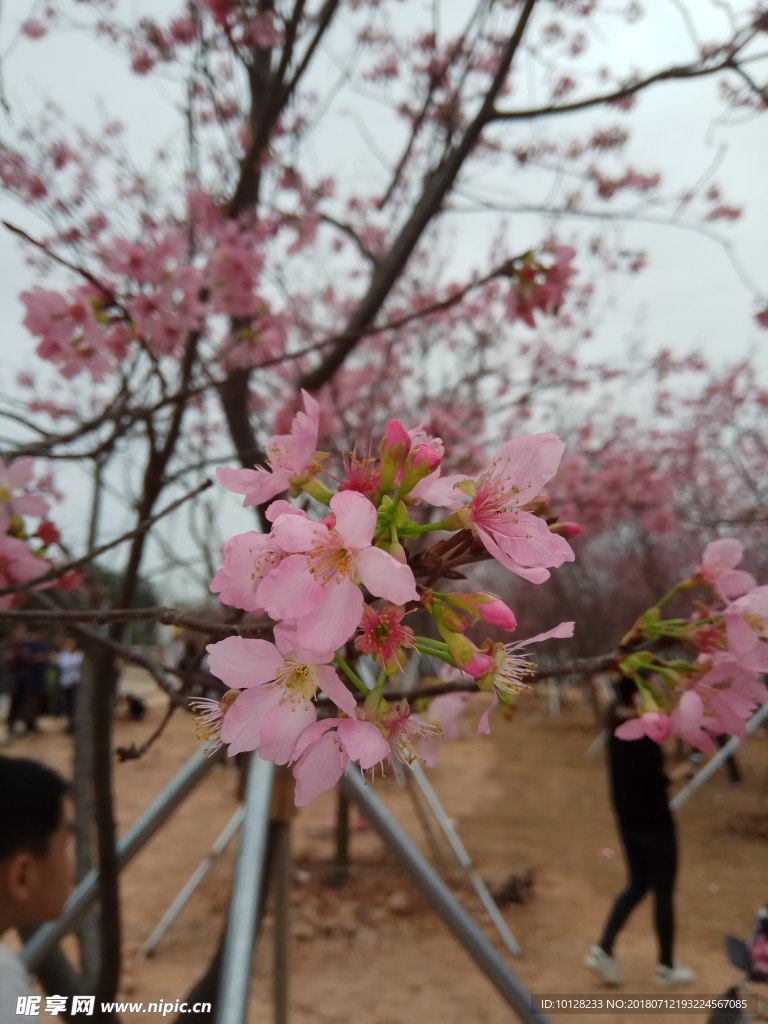 樱花