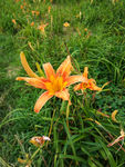 黄花菜