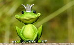 青蛙  国王