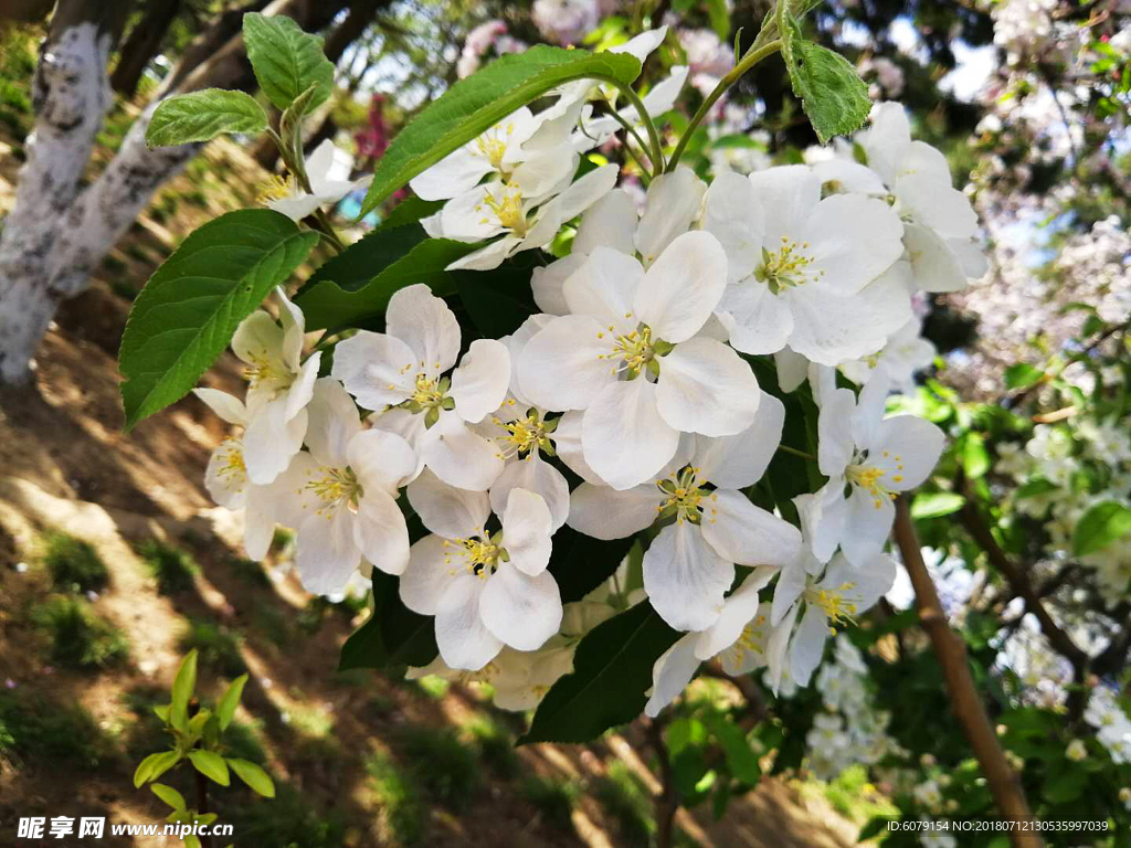 海棠花溪