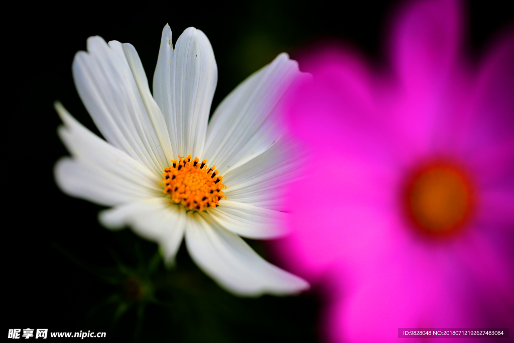 格桑花