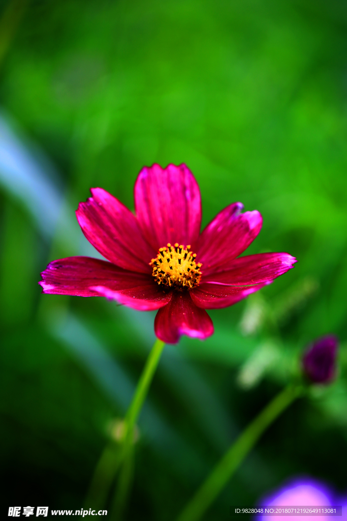 格桑花开