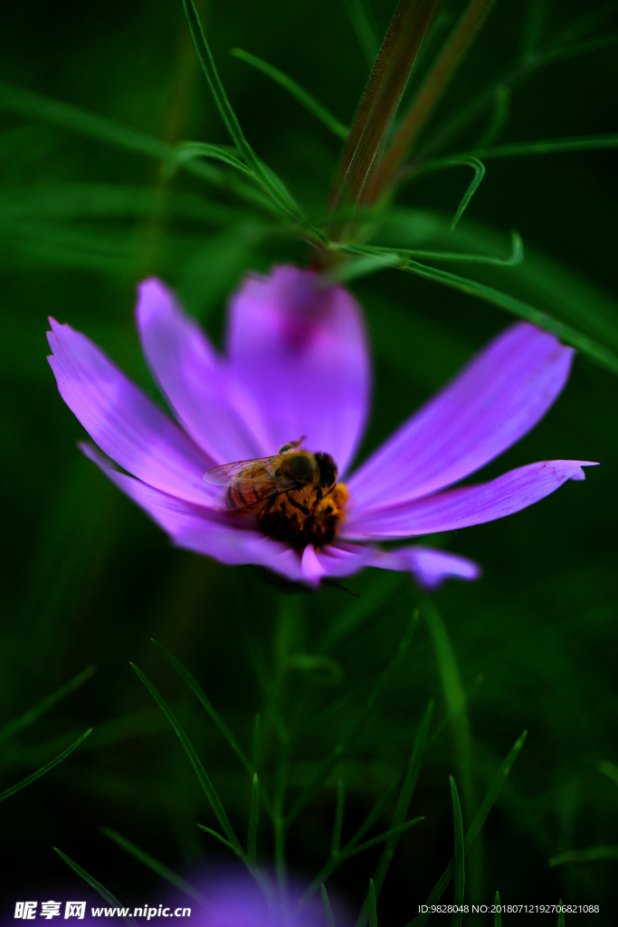 格桑花开