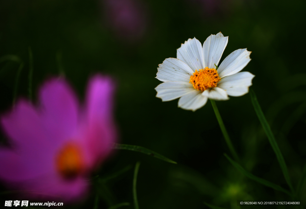 格桑花开